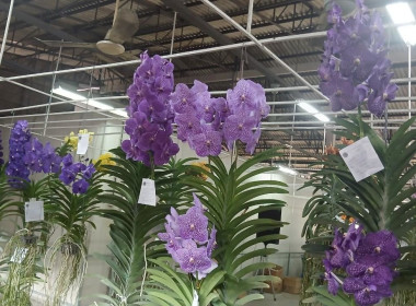 ลงพื้นที่ศึกษาแนวทางการจัดงานประกวดกล้วยไม้ของสมาคมพฤกษชาติแห่งประเทศไทย ในพระบรมราชูปถัมภ์ ณ บางกอกฟลาวเวอร์ เซนเตอร์ เขตหนองแขม กรุงเทพมหานคร ... พารามิเตอร์รูปภาพ 19